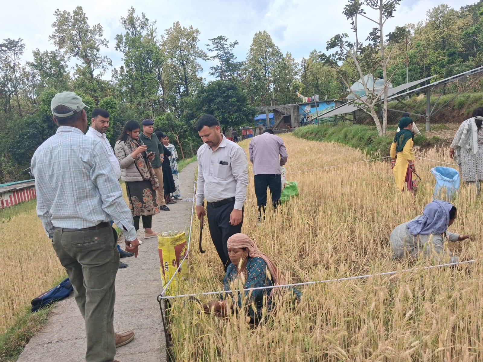 नरेंद्र नगर के ग्राम ओणी में मुख्य विकास अधिकारी ने गेहूं की क्रॉप कटिंग प्रक्रिया का स्थलीय निरीक्षण किया
