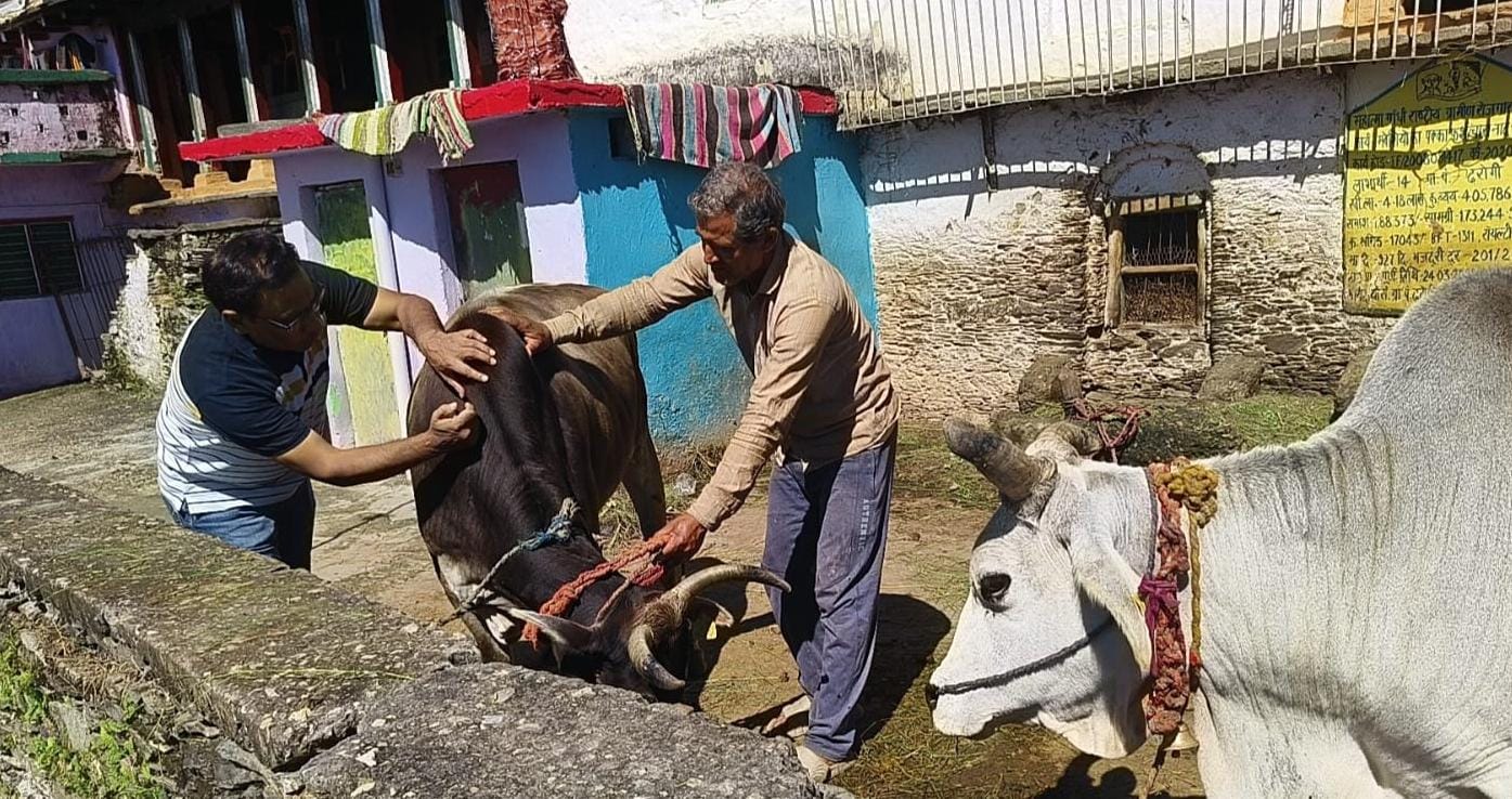 पशुधन में लम्पी स्किन डिजीज की रोकथाम को 39 टीमें सक्रिय, गांव-गांव टीकाकरण और जागरूकता अभियान जारी